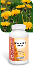 Dandelion Root 520 mg 90 capsulesnohtin Dandelion Root 520 mg 90 capsulesnohtin