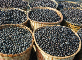 Acai Berry Supplements