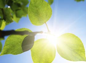 Vitamin D