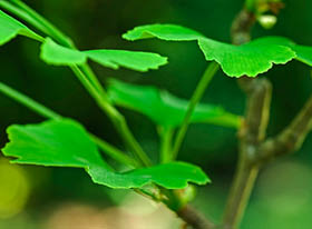 Ginkgo Biloba nutritional supplements