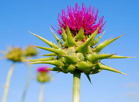 Milk Thistle
