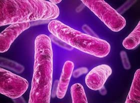 Probiotics