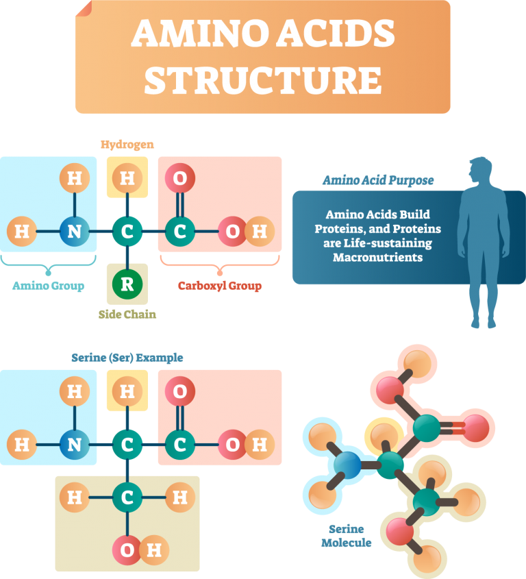 What are Amino Acid Supplements and Why Do I Need Them? Healthy Insights