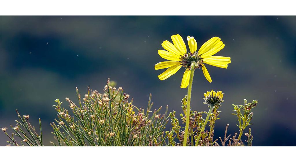 A major source of allergy season