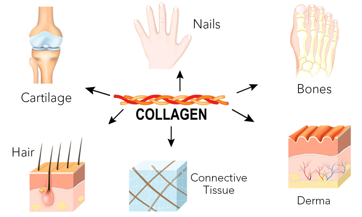 Collagen Types Chart