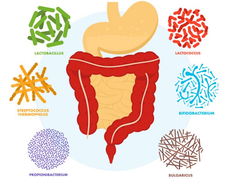 Popular Probiotic Strains and What They Do Healthy Insights