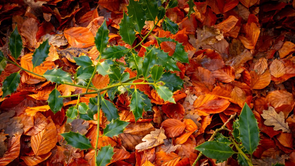 What is Slippery Elm? - Healthy Insights