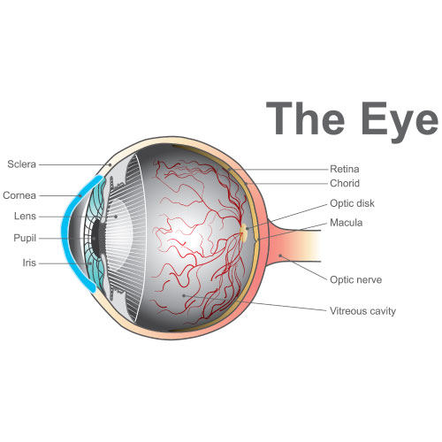 diagram of the eye and vision health