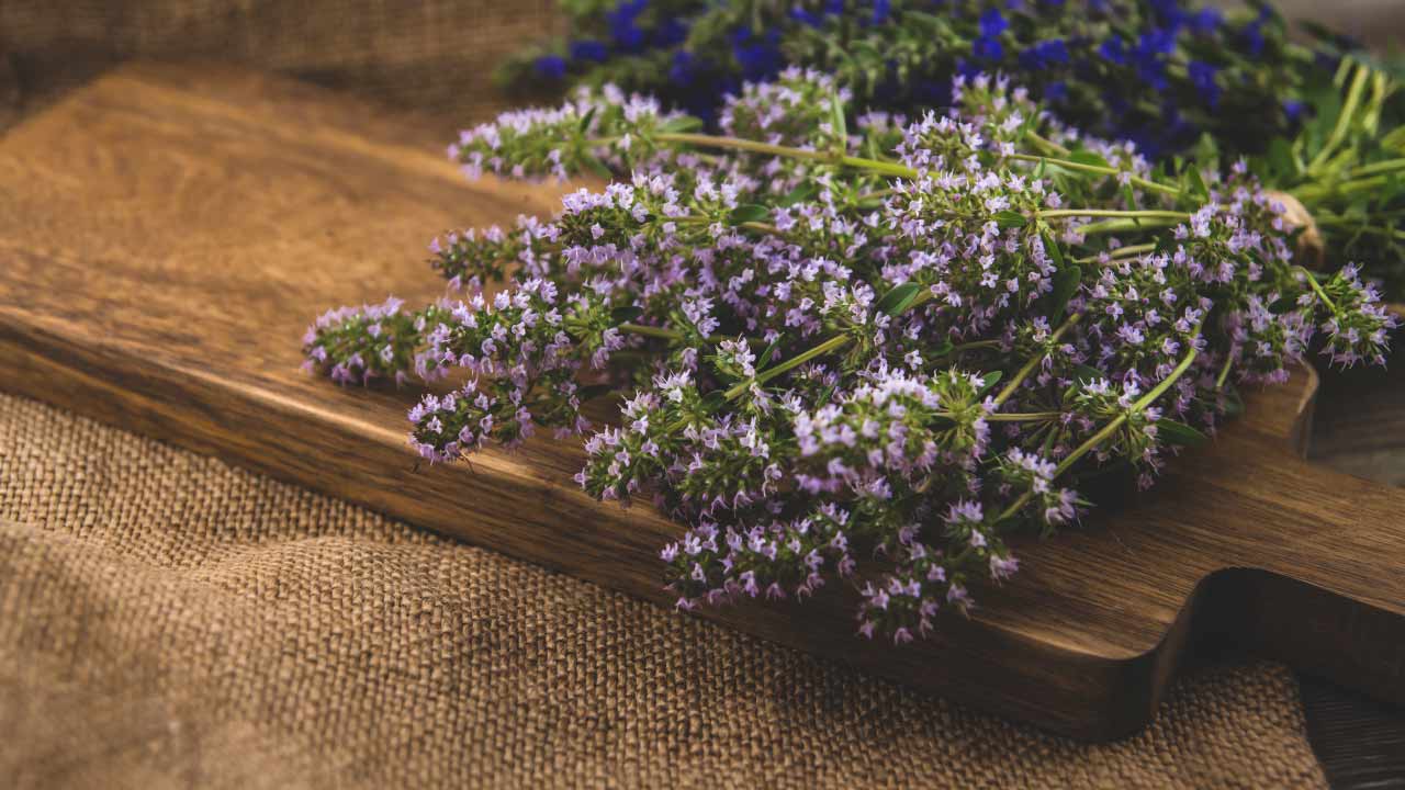 hyssop (hyssopus officinalis) sitting on a board
