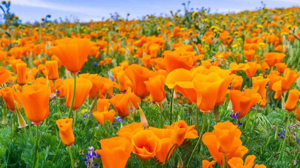 Facts about August’s Birth Flowers Gladiolus and Poppy Healthy Insights