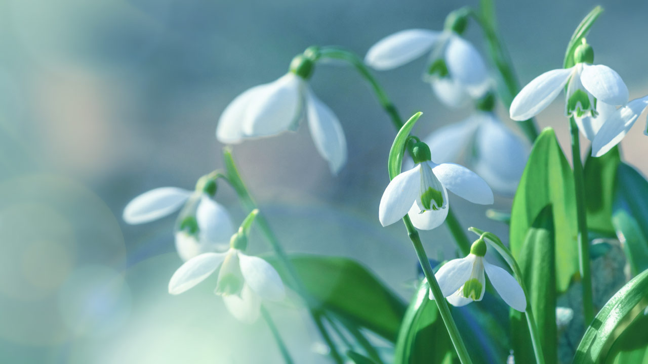 Celebrate with a Bouquet of January’s Birth Flowers Healthy Insights
