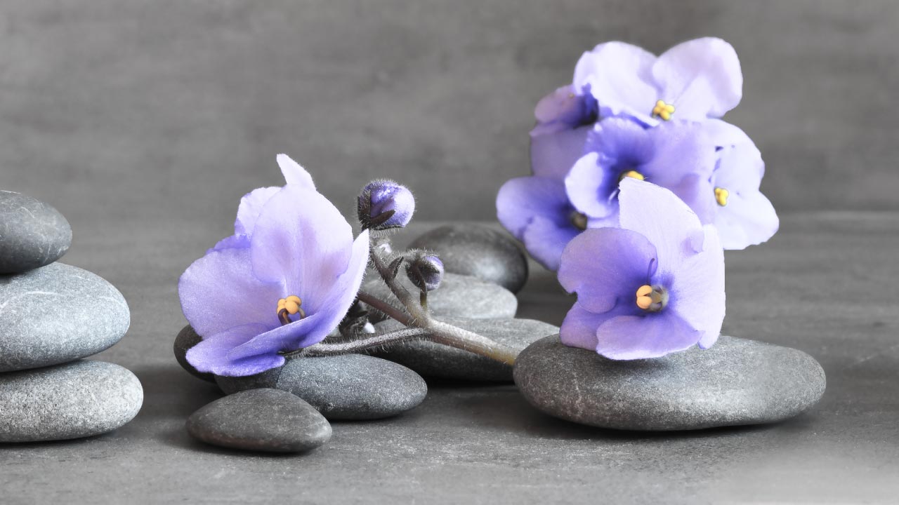 February's Birth Flowers Violet