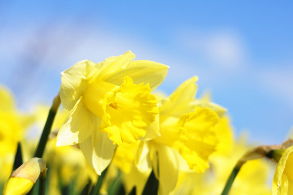 The Daffodil: Meanings, Images & Insights
