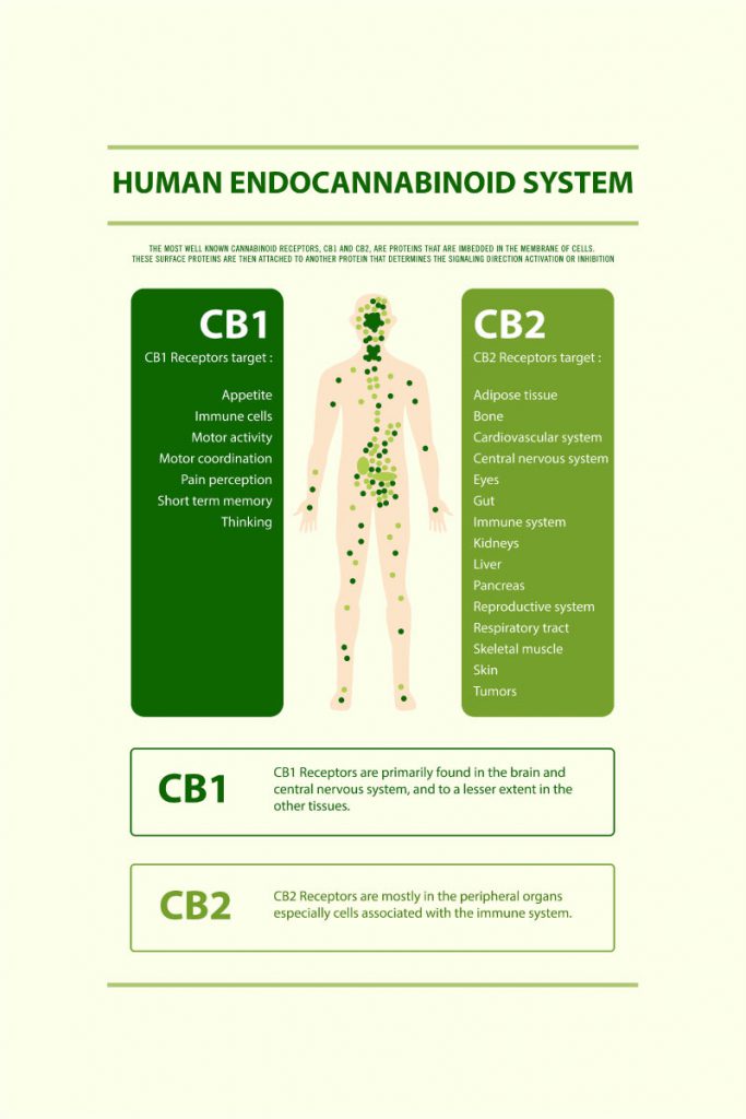 human endocannabinoid system cbd