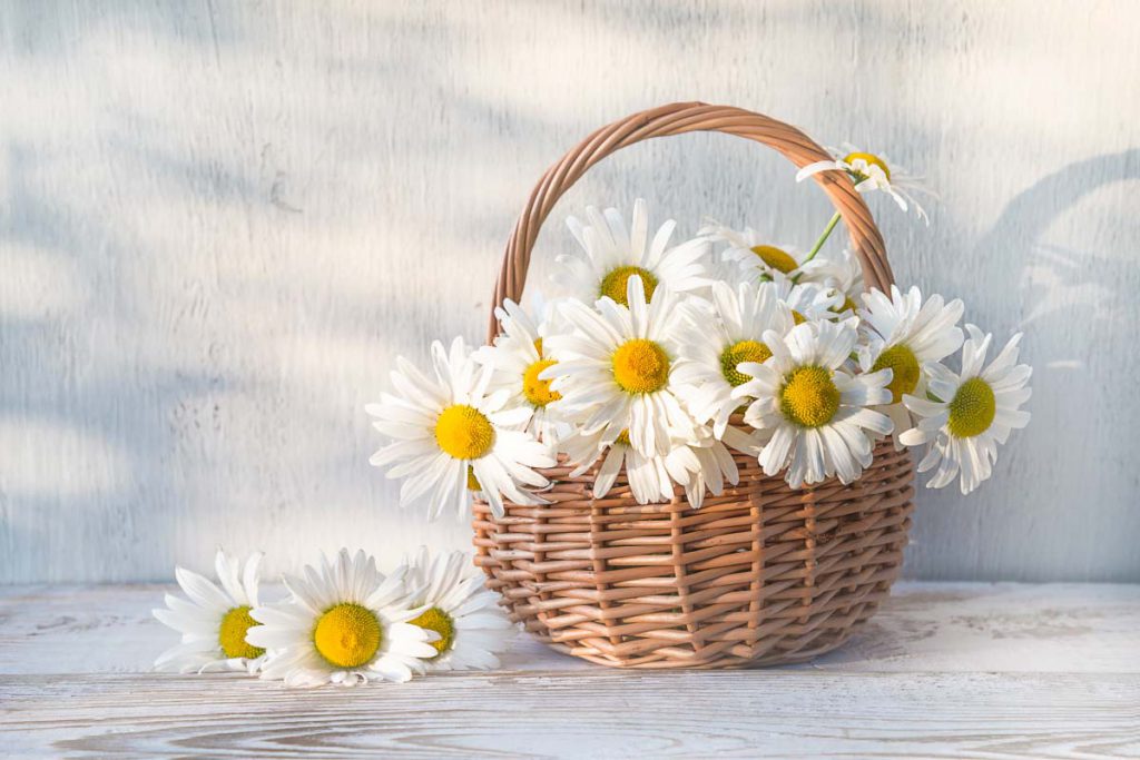 april birth flower the daisy