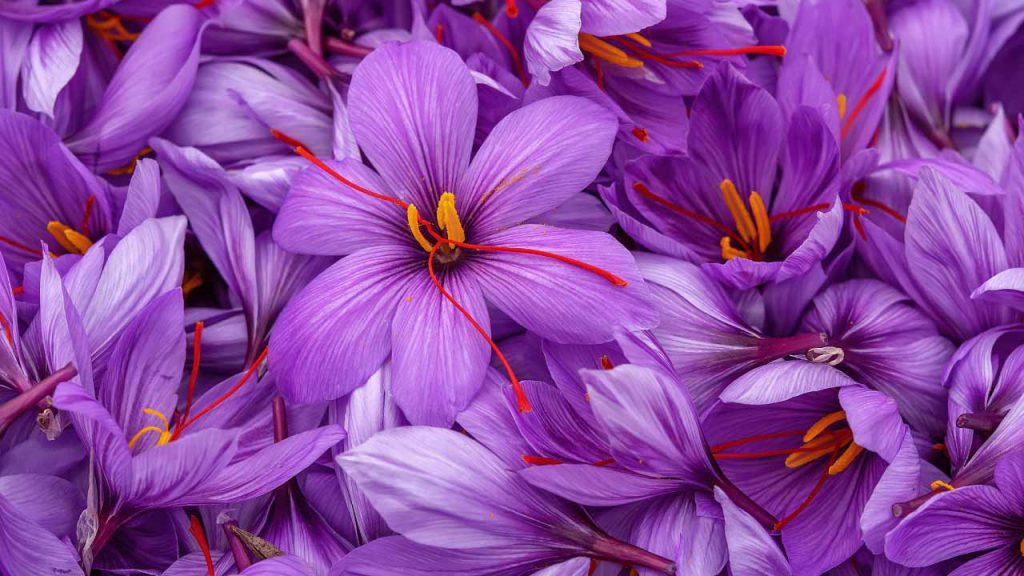 10 Fun Facts about Saffron Healthy Insights
