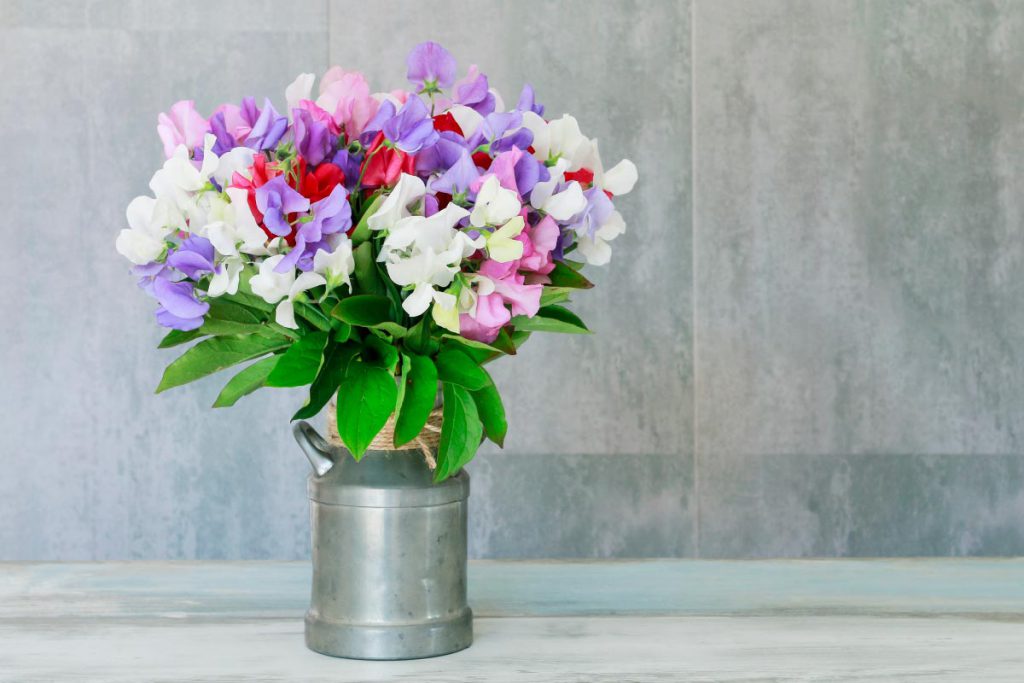 April birth flower the sweet pea