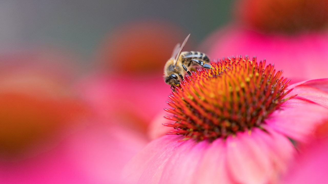 bee sitting on an echinacea flower