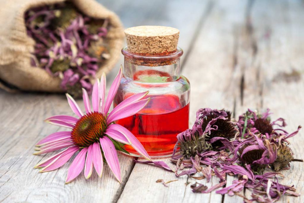 echinacea extract flower and dried herbs