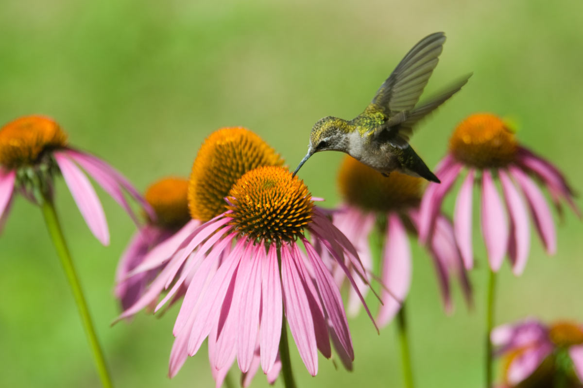 Exceptionally Extraordinary Echinacea Healthy Insights