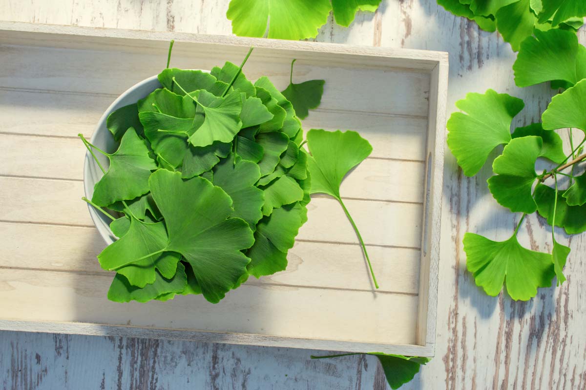 ginkgo leaves in a bucket in the sun