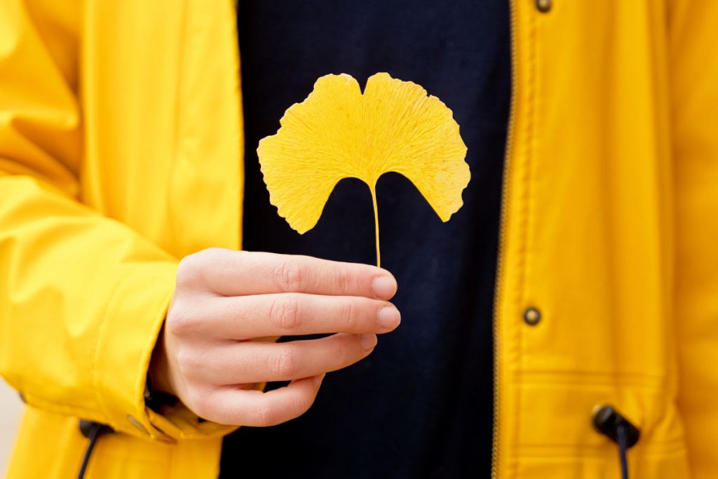 woman holding yellow ginkgo leaf