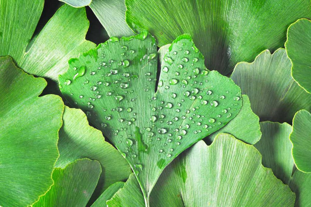 wet green ginkgo