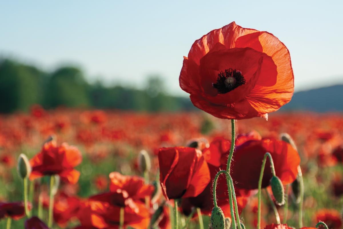 Facts about August’s Birth Flowers Gladiolus and Poppy Healthy Insights