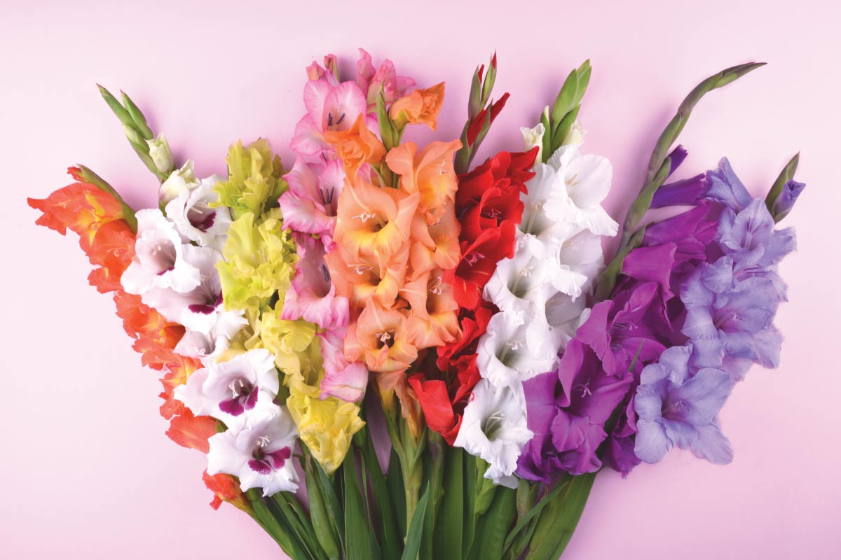 Facts about August’s Birth Flowers Gladiolus and Poppy Healthy Insights