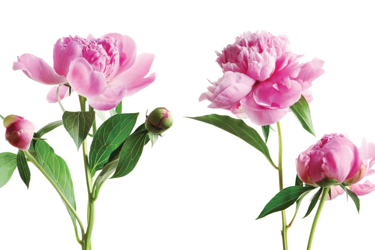 All About November’s Birth Flowers Healthy Insights