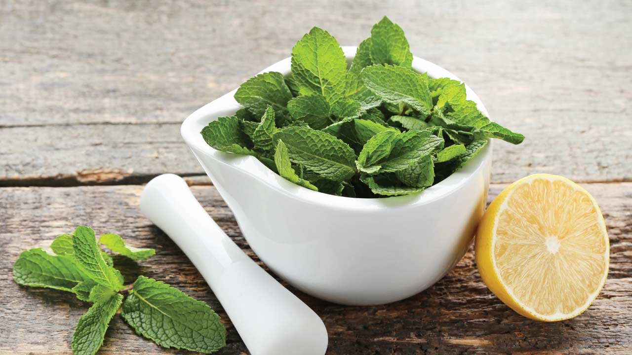 lemon balm and lemon