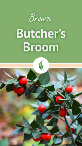 Browse Butcher's Broom