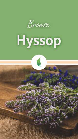 browse hyssop