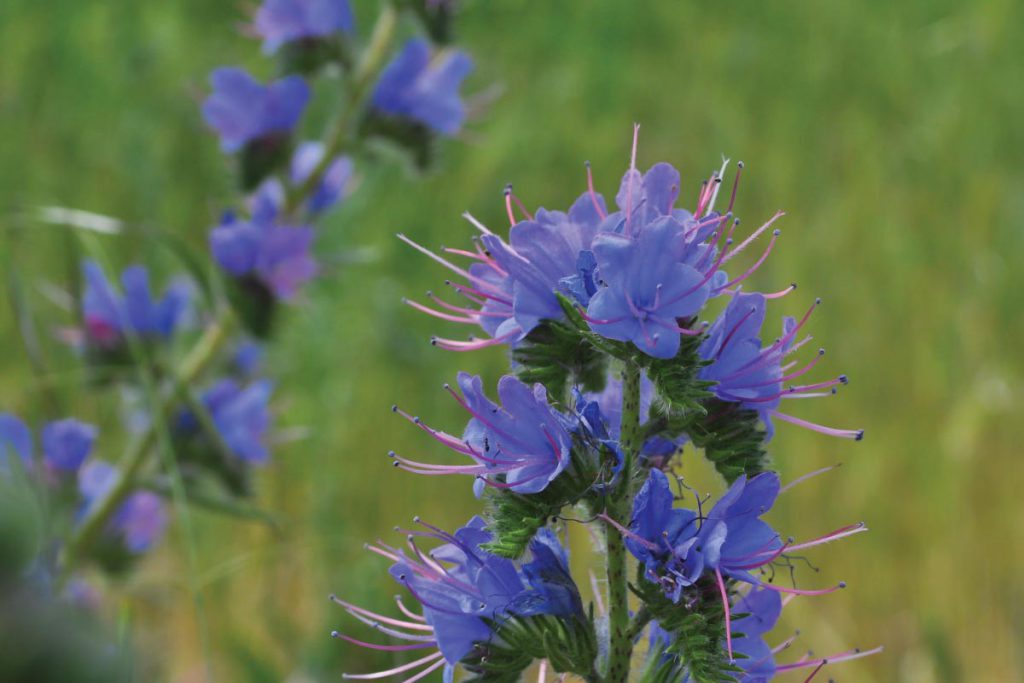 Hyssop plant