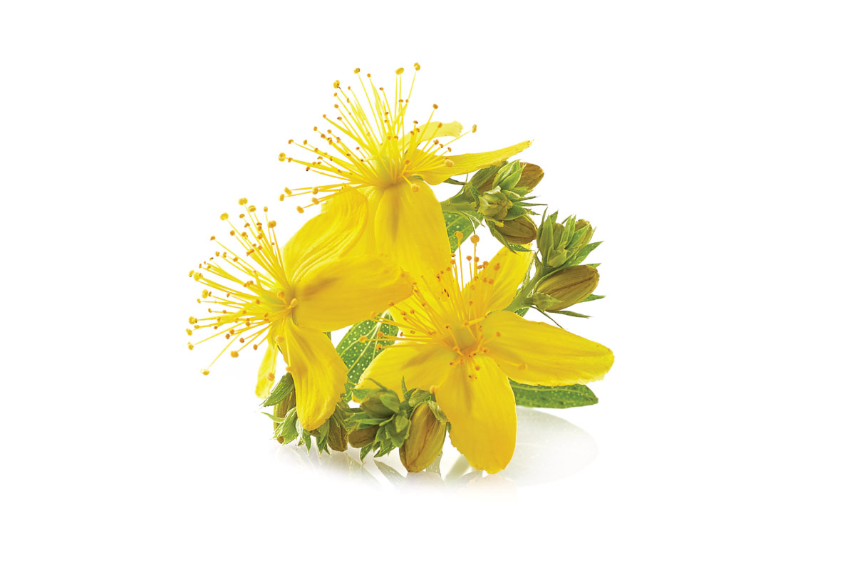St. John's Wort Guide Healthy Insights