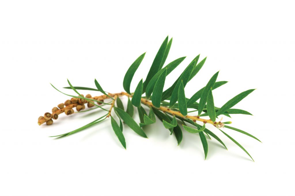 tea tree