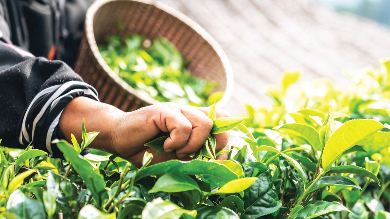 farmer grabbing tea tree oil