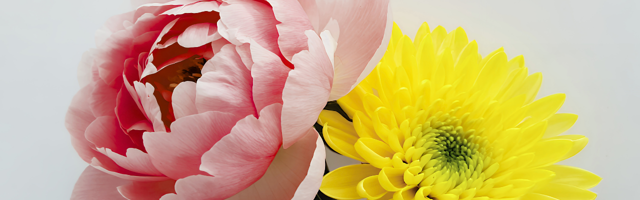 All About November’s Birth Flowers