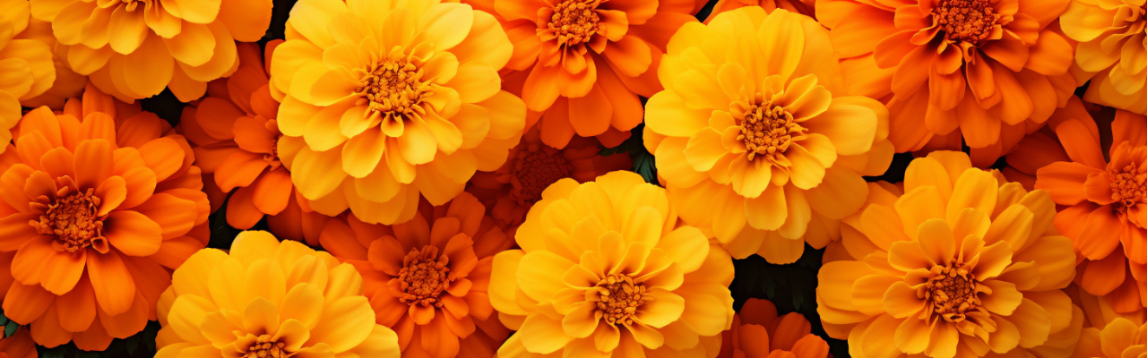 Celebrate October Birthdays with these Vibrant Birth Flowers