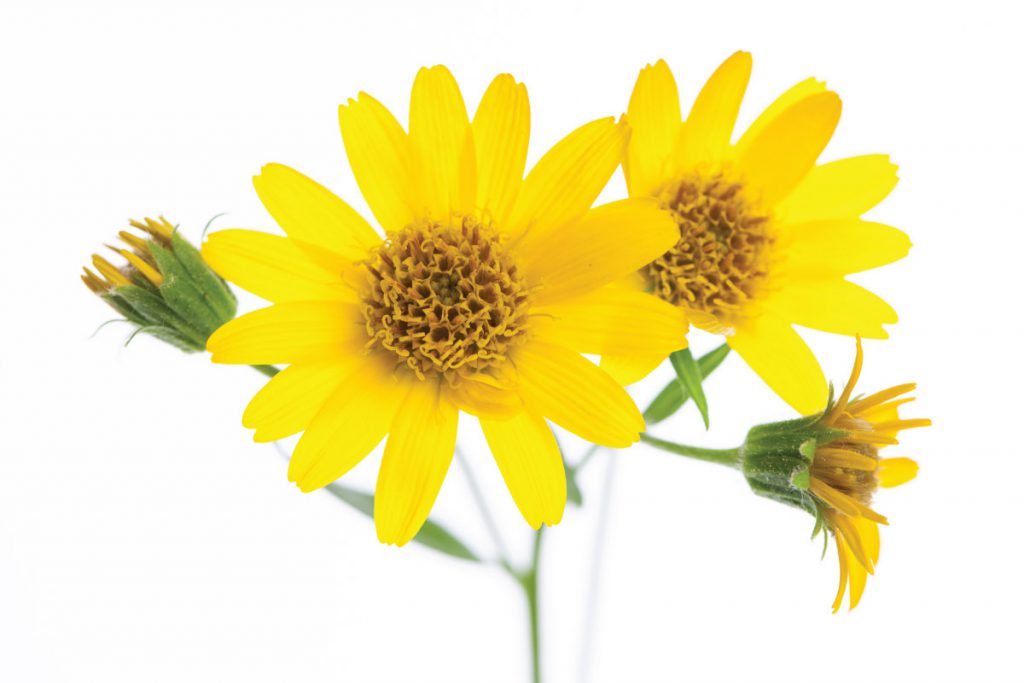 arnica flower