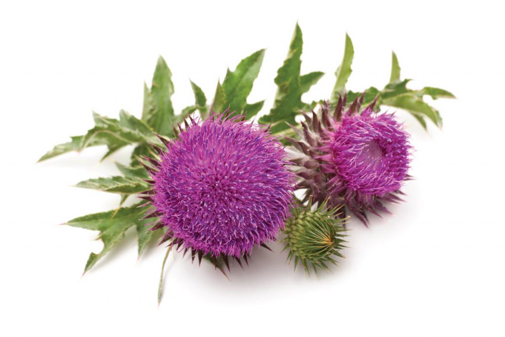 milk thistle