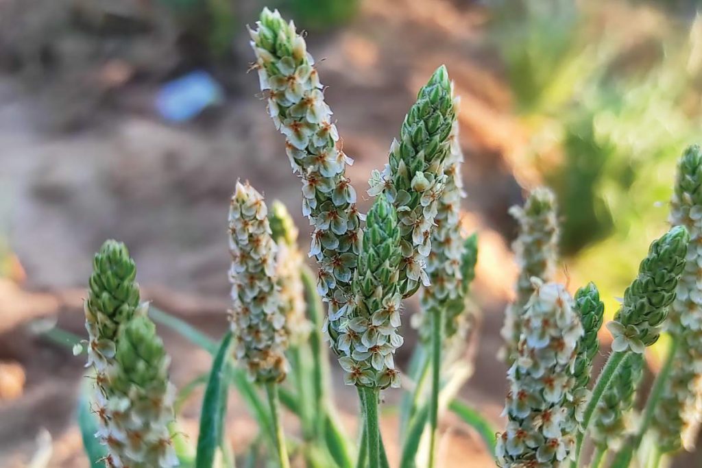 psyllium plantago ovata