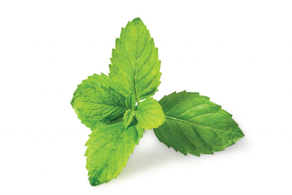 Spearmint plant (Mentha spicata)