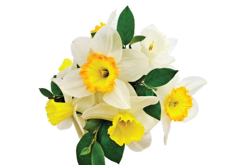 narcissus