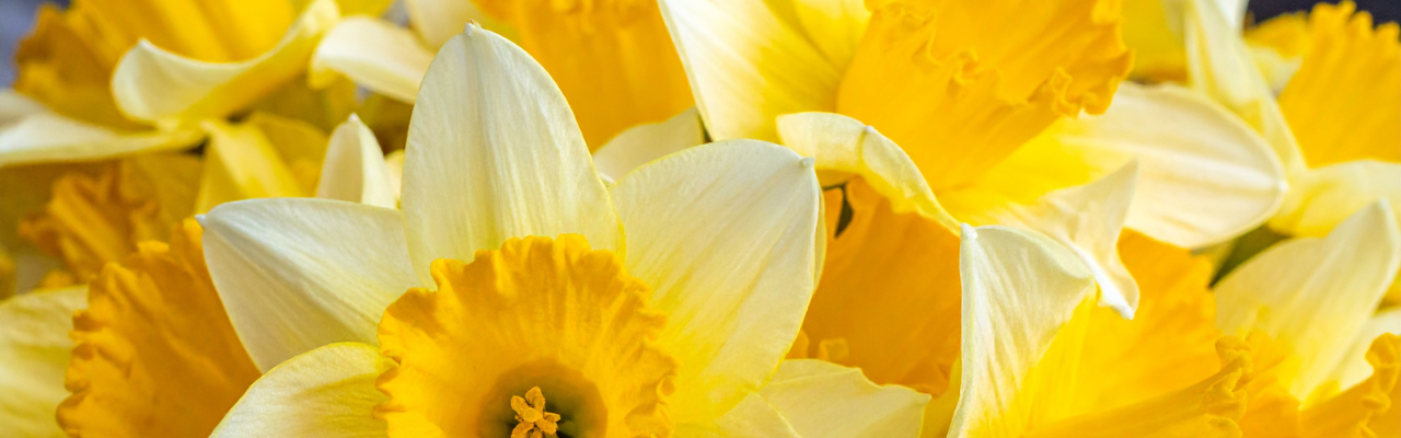 Spring to It With March Birth Flowers