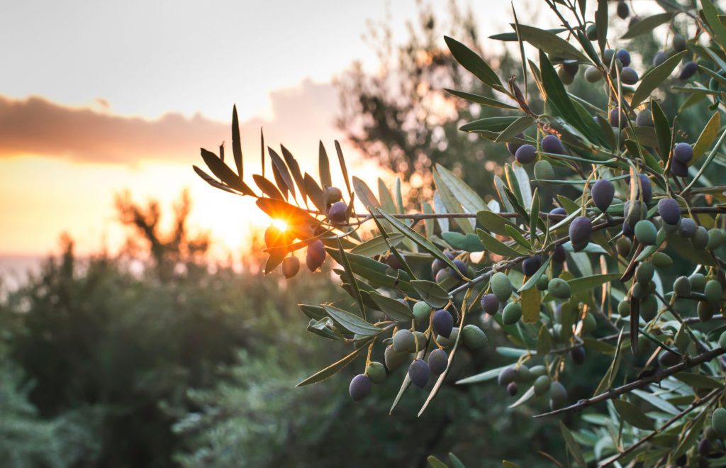 Olive branches at sunset