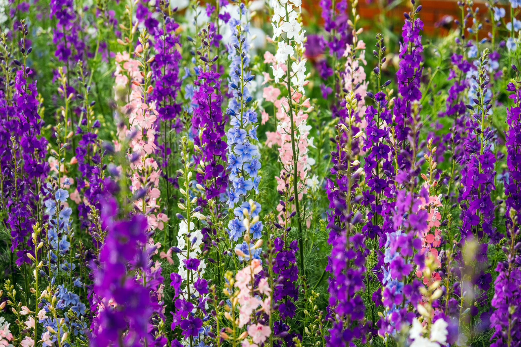 Spotlight on Larkspur and Water Lily – July’s Birth Flowers