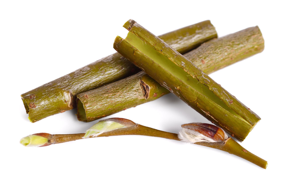 What is White Willow Bark? Healthy Insights