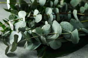eucalyptus herbs