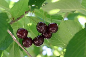 black cherry tree